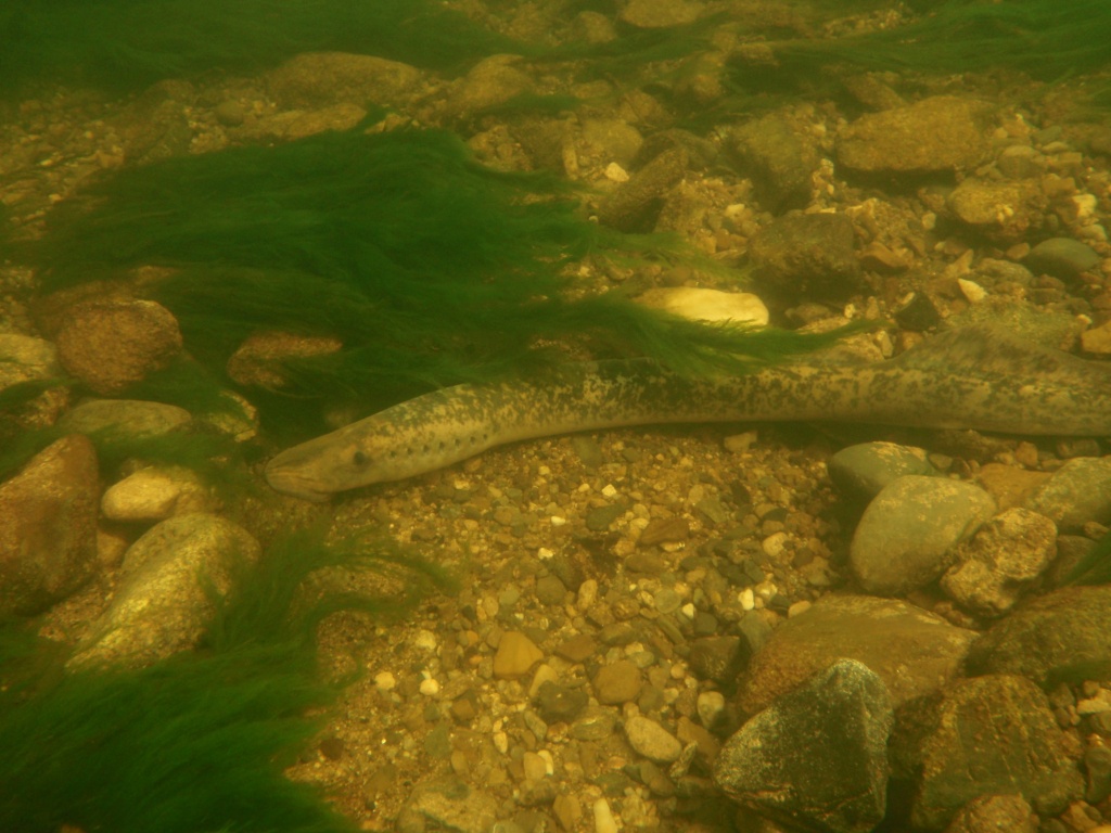 Sea lamprey excavating spawning nest in river gravels