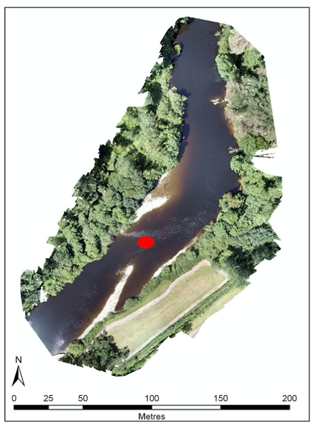 Newly formed habitat upstream of Fermoy weir (Run:Ruffle) following the breach of the weir. Red circle marks the location where 2 sea lamprey spawning redds were recorded in Summer 2019.