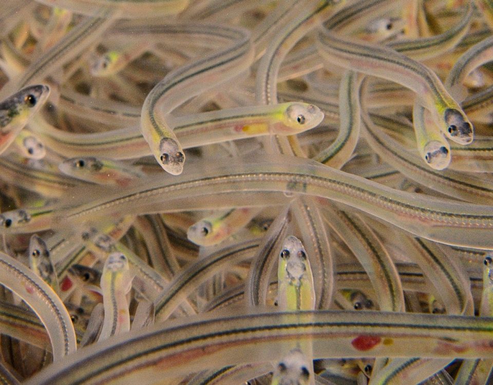picture of glass eels