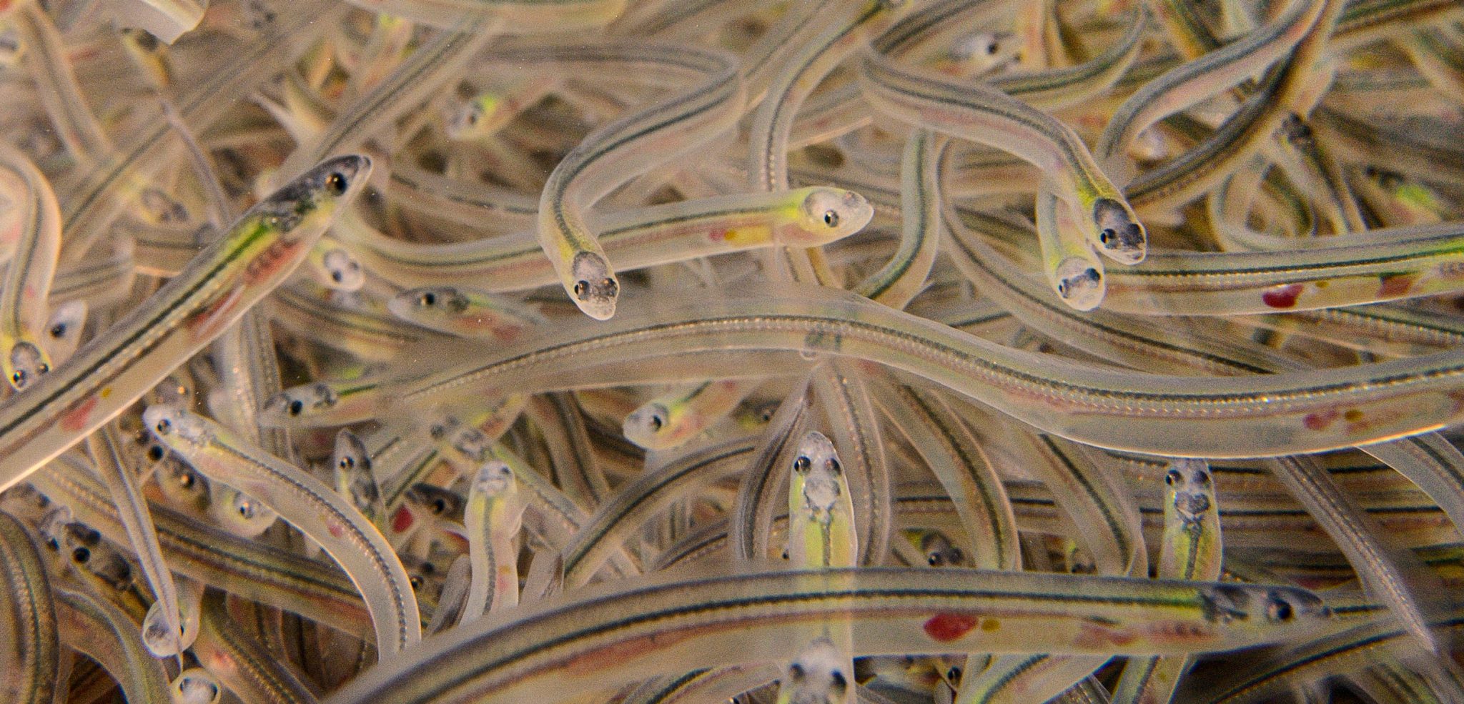 picture of glass eels
